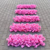 Pembe Bahar Dalı