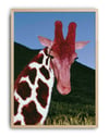Crimson Giraffe Modern Duvar Tablosu - Mavi Kırmızı Fotoğrafik Poster