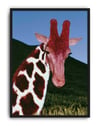 Crimson Giraffe Modern Duvar Tablosu - Mavi Kırmızı Fotoğrafik Poster