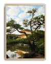 Golden Pines Kyoto by Selin Demiroğlu
