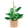 Botanicals Barış Çiçeği 11504