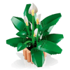 Botanicals Barış Çiçeği 11504