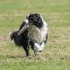 Hem  Eğitici Ve Hem Eğlenceli Yuvarlak Hafif Ağırlıklı Köpek Frizbi Oyuncağı Bx40