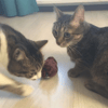 Kurmalı Kedi Eğitim Oyuncağı Tüylü Peluş Fare Yakalama İnteraktif Sevimli Eğlenceli Oyuncak Bx40
