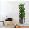 Saksılı Bitki Tasarımlı Yapışkanlı Sticker Resim 90*30 Cm Bx40