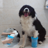 Welfare Köpek Pati Yıkama Aparatı Küçük Bx40