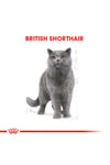 British Shorthair Adult Yetişkin Kedi Maması 400 Gr