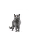 British Shorthair Adult Yetişkin Kedi Maması 400 Gr