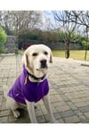 Büyük Irk Civciv Köpek Sweati-köpek Kiyafeti