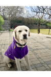 Büyük Irk Civciv Köpek Sweati-köpek Kiyafeti