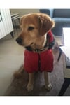 Büyük Irk Kırmızı Puf Köpek Montu -köpek Yağmurluğu