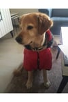 Büyük Irk Kırmızı Puf Köpek Montu -köpek Yağmurluğu