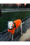 Dogi Dog Büyük Irk Neon Oranj Puf Mont ,büyük Irk Köpek Kiyafeti,köpek Elbisesi