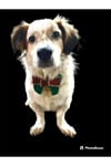 Ekose green noel kedi& köpek papyonu