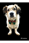 Ekose green noel kedi& köpek papyonu