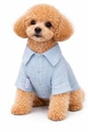 Küçük Irk %100 Pamuk Müslin Açık Mavi Köpek Gömleği Köpek Kıyafeti (1-10KG)