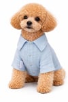Küçük Irk %100 Pamuk Müslin Açık Mavi Köpek Gömleği Köpek Kıyafeti (1-10KG)
