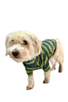 Küçük Irk Green Boğazlı Triko Kedi & Köpek Kazağı (1 Kg -10 Kg)