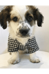 Küçük Irk Siyah Oduncu Kedi Köpek Gömleği Kedi Köpek Kiyafeti