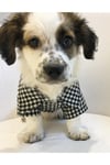 Küçük Irk Siyah Oduncu Kedi Köpek Gömleği Kedi Köpek Kiyafeti
