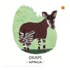 Animals To Save - Tropical Forests