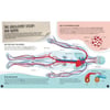 What- How- Why - Human Body