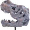 Tyrannosaurus Rex Skull on Plinth