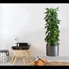 Saksılı Bitki Tasarımlı Yapışkanlı Sticker Resim 90*30 cm MC-665