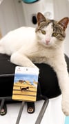 Siyah Tekir Kedi