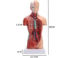 İç Organlar Vücut Anatomisi 28 Cm Eğitici Model