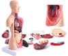 İç Organlar Vücut Anatomisi 28 Cm Eğitici Model