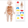 Jocco İnsan Anatomisi 20 CM 