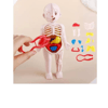Jocco İnsan Anatomisi 20 CM 