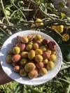 Aşiyel Cins Çizik Zeytin 1(kg)