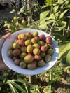 Aşiyel Cins Çizik Zeytin 1(kg)