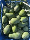 Avokado Dalından Yeni Hasat 1 (Adet)