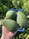 Avokado Dalından Yeni Hasat 1(Adet)