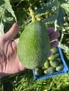 Avokado Dalından Yeni Hasat 1(Adet)