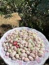 Ayıklanmış Taze Barbunya 1 / Kg