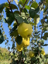 Ayva 1 / Kg