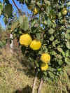Ayva 1 / Kg