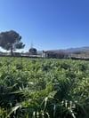 Bidon Çanak Enginar 15(Adet)