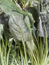 Ispanak 1 / Kg