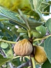 Kahve Yanı Çerezlik Minik Kuru İncir 1 / Kg