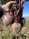 Kırmızı Pancar Katkısız Günlük Hasat 1(kg)
