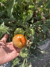 Köy Domatesi 1(kg)