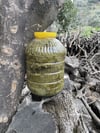 Salamura Üzüm Asma Yaprağı 1 / Kg