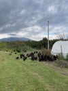 Serbest Gezen Dağ Köyü Tavuk Yumurtası 15'li