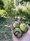 Taze Kabuklu Yaş Ceviz 1 / Kg