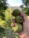 Taze Kabuklu Yaş Ceviz 1 / Kg